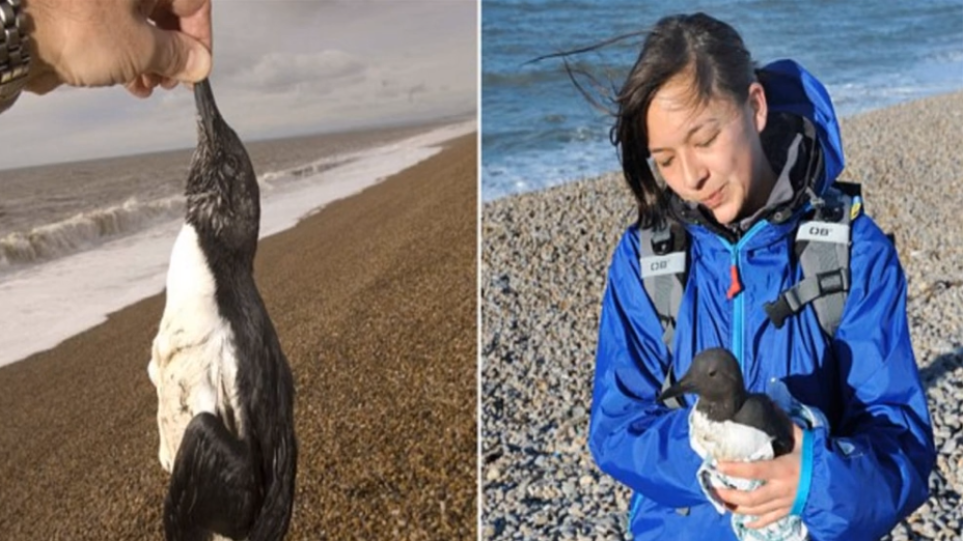 Μυστήριο με τον θάνατο 20.000 θαλασσοπουλιών στις ακτές της Ολλανδίας – Μεγάλη κινητοποίηση των αρχών