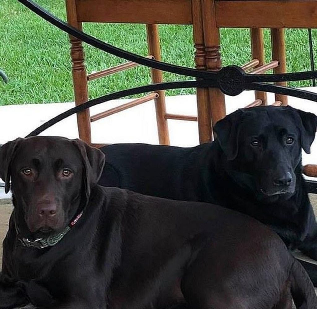 ΗΠΑ: Σκυλιά – ήρωες έσωσαν την ιδιοκτήτριά τους όταν έπαθε εγκεφαλικό (φωτο-βίντεο)