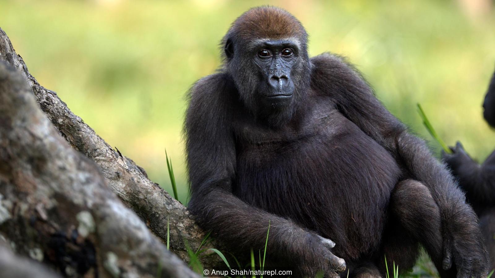 Ασυνήθιστη μαρτυρία: Ο μυστηριώδης άνθρωπος- γορίλας του Μαρόκου που άφησε «άφωνους» τους επιστήμονες