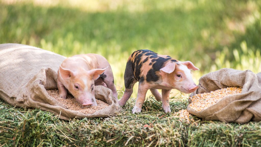 Ρωσία: Γυναίκα κατέρρευσε μέσα σε χοιροστάσιο και τα γουρούνια… την έφαγαν ζωντανή