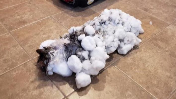 Πραγματικά εφτάψυχη: Ξεπάγωσαν κατεψυγμένη γάτα και είναι μια χαρά! (βίντεο)