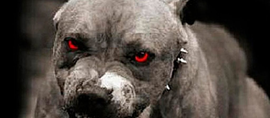 Σοκαριστικό: Γύρισε σπίτι της και είδε πίτμπουλ να τρώει τη γάτα της (Σκληρές εικόνες)