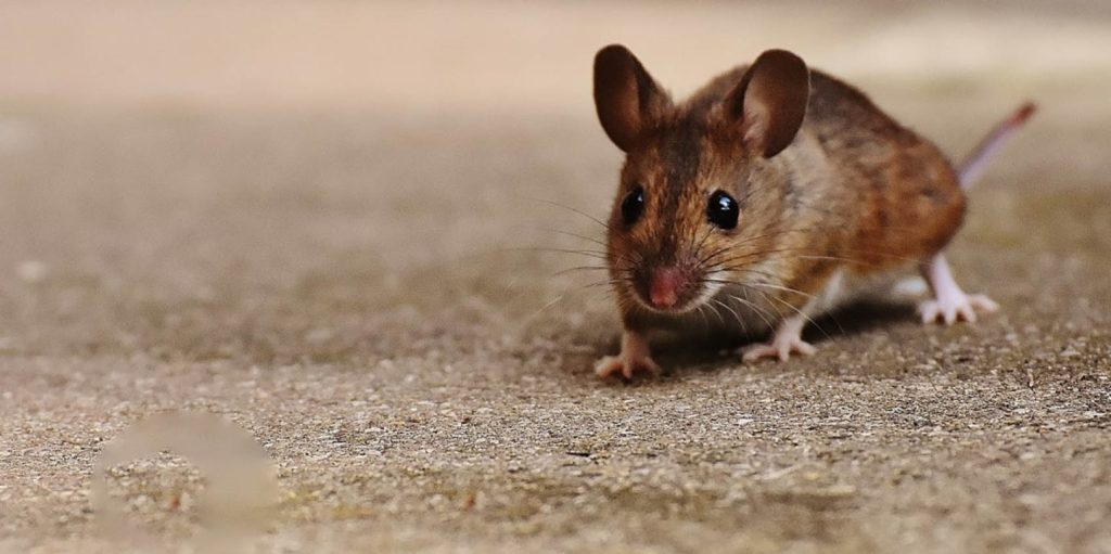 Εμφανίστηκε νέο είδος τρωκτικών- Μοιάζουν με εξωγήινα μωρά αρουραίων και τρομοκρατούν όποιον τα… συναντήσει (βίντεο)