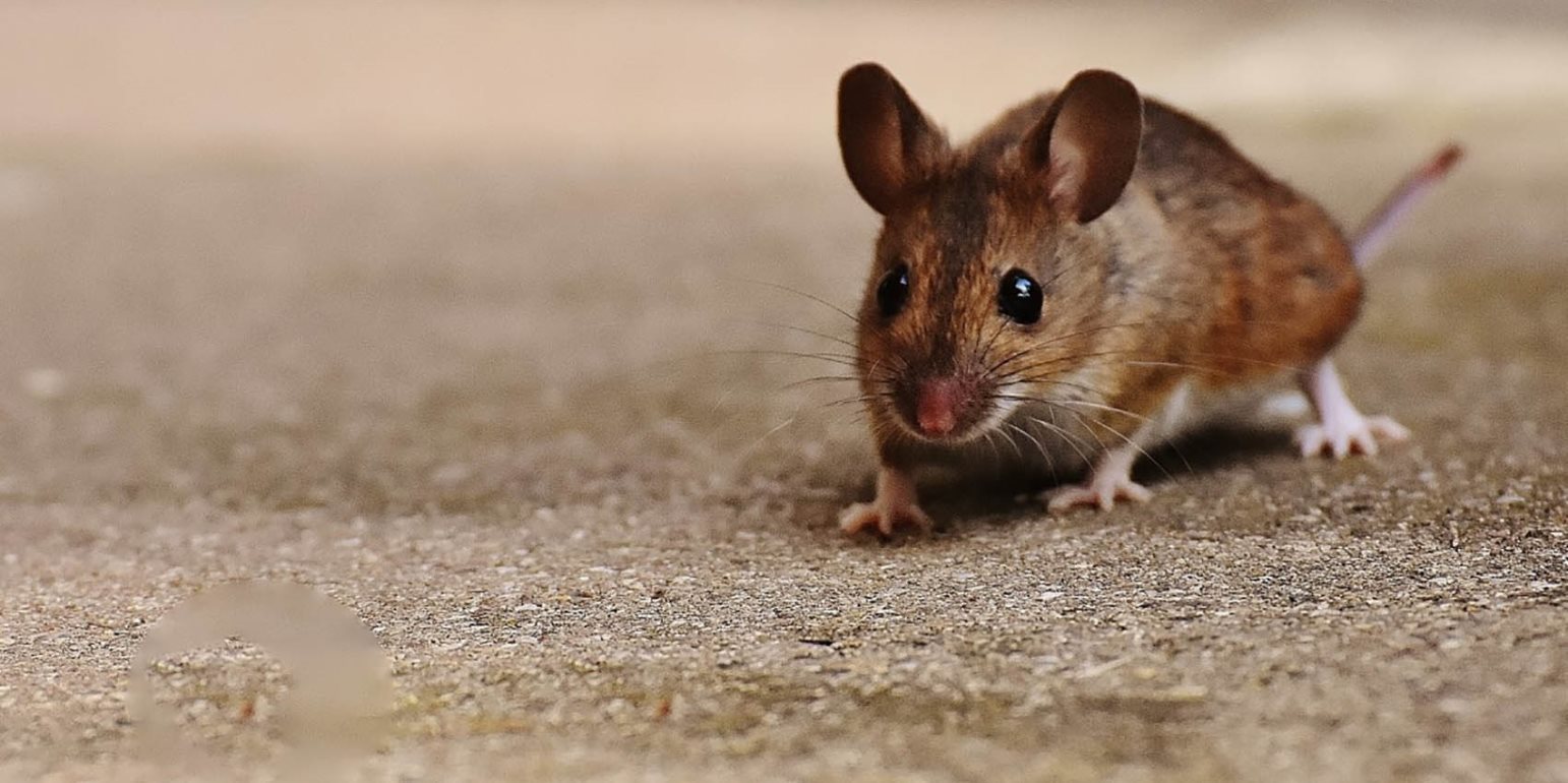 Εμφανίστηκε νέο είδος τρωκτικών- Μοιάζουν με εξωγήινα μωρά αρουραίων και τρομοκρατούν όποιον τα… συναντήσει (βίντεο)