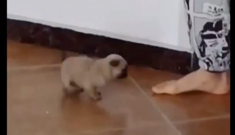 «Έλιωσε» το Twitter με το κουταβάκι που χορεύει! (βίντεο)