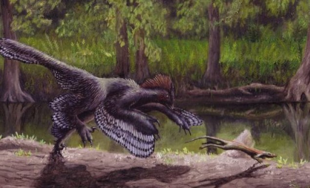 Λύθηκε το μυστήριο: Γι’ αυτό δεν πετούσε ο «φτερωτός δεινόσαυρος» αγχιόρνις