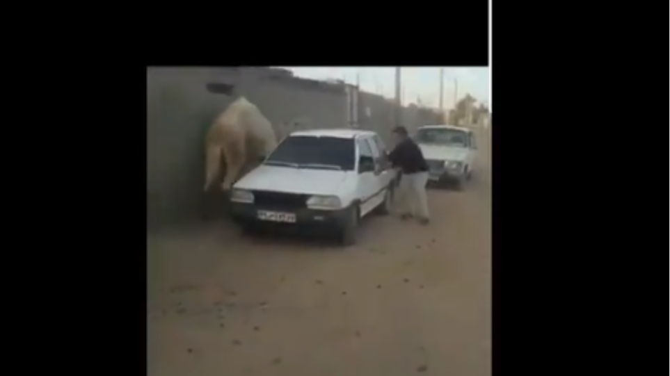Να γιατί δεν πρέπει να… τσαντίζεις μία καμήλα! (βίντεο)