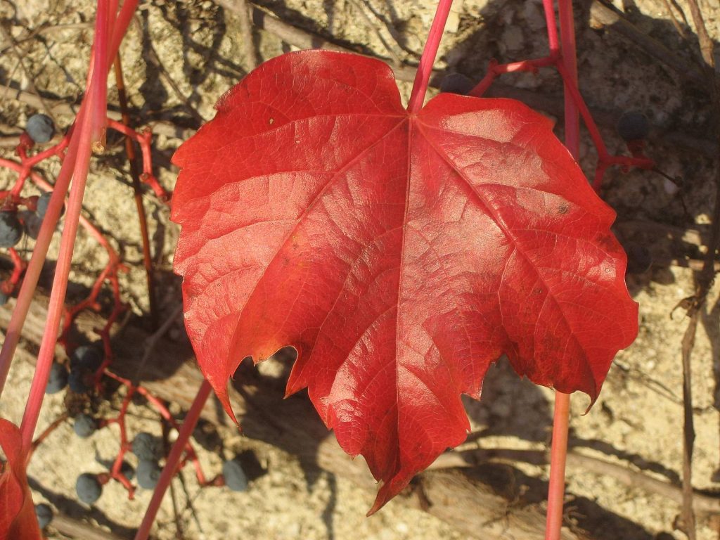 Εσείς γνωρίζατε γιατί κοκκινίζουν τα φύλλα το φθινόπωρο;