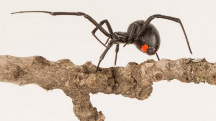 Ανακαλύφθηκε νέο είδος μαύρης χήρας – Πρόκειται για το μεγαλύτερο στην Αφρική! (φώτο-βίντεο)