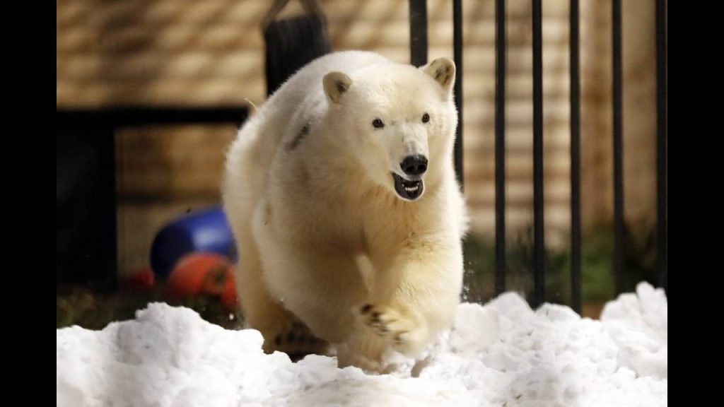 Ρωσία: Πολικές αρκούδες έχουν προκαλέσει πανικό – Κυνηγούν ανθρώπους αναζητώντας τροφή (φωτο-βίντεο)