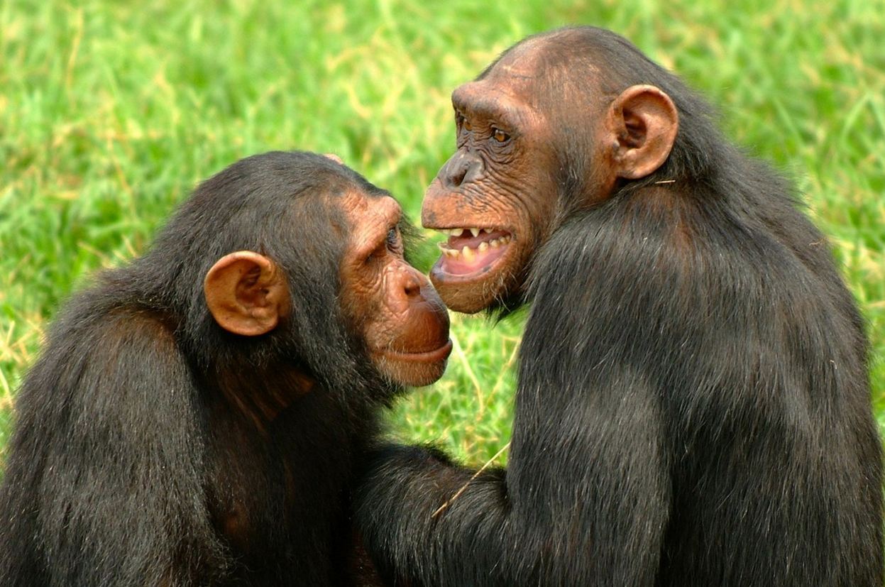 Ιρλανδία: Χιμπατζήδες απέδρασαν από κλουβί κάνοντας «σκάλα» ένα σπασμένο κλαδί (βίντεο)