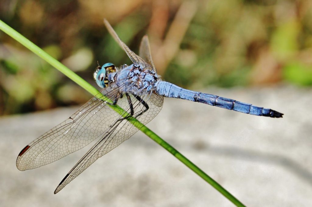 Εξαφανίζονται τα έντομα του πλανήτη- «Έρχεται» κατάρρευση των οικοσυστημάτων της φύσης