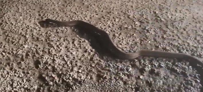 Nαυπακτία: Δεν έχουν ξαναδεί τόσο μεγάλο φίδι (βίντεο)