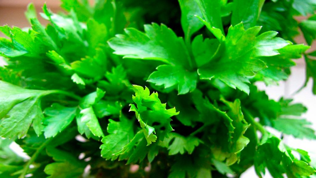 Αυτό είναι το ελληνικό βότανο κατά του καρκίνου