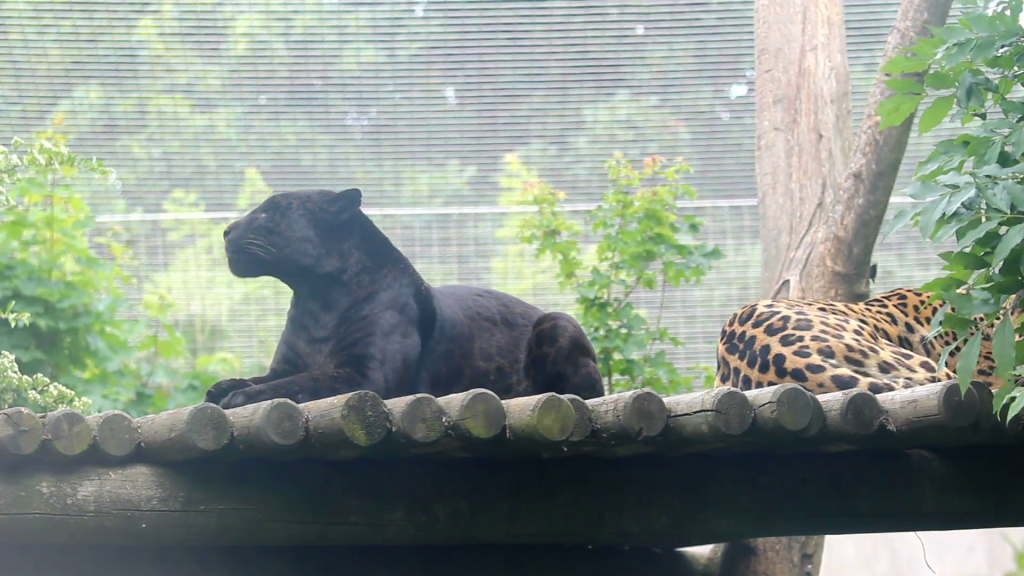 Βίντεο: Μια αρχαία φωλιά πανθήρων 45 λεπτά από το κέντρο της Αθήνας