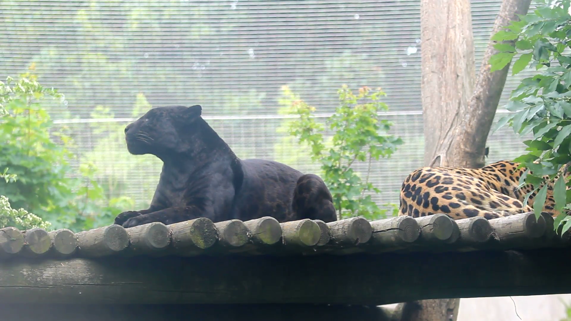 Βίντεο: Μια αρχαία φωλιά πανθήρων 45 λεπτά από το κέντρο της Αθήνας