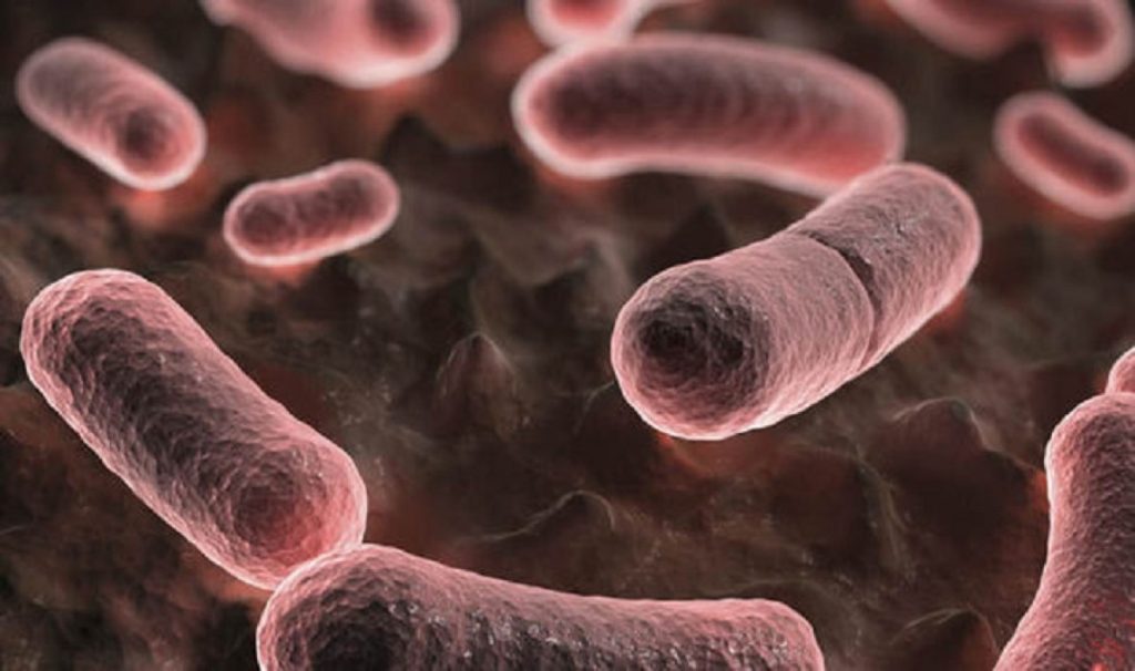 Ανακάλυψαν σχεδόν 2.000 άγνωστα είδη βακτηρίων στο ανθρώπινο έντερο