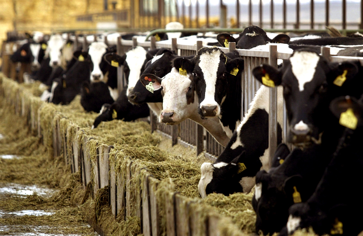 Βρετανία: Κτηνοτρόφοι χρησιμοποιούν το… tinder για τις αγελάδες τους!