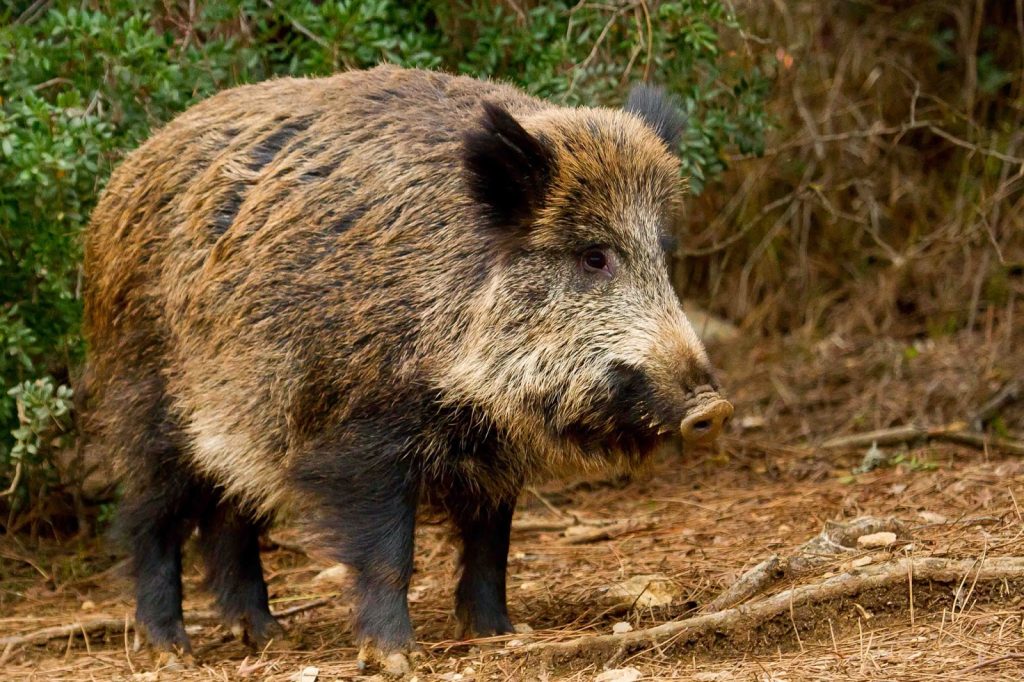 Ποια είναι τα αγριογούρουνα sus scrofa που «κατέδωσαν» τους Aλβανούς δολοφόνους του Α.Σταματιάδη