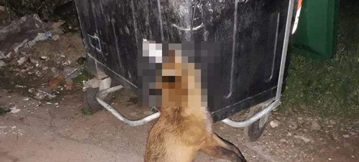 Κτηνωδία – Κρέμασαν νεαρή αλεπού σε κάδο σκουπιδιών (φώτο)
