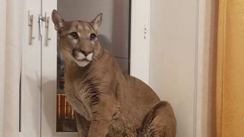 To κατοικίδιο πούμα που το φωνάζουν Μέσι!