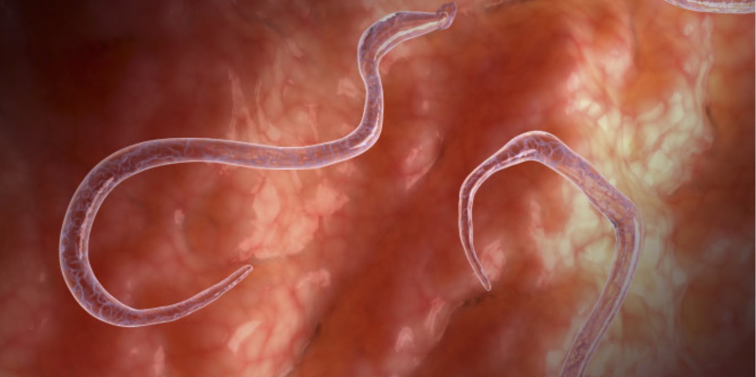 Παράσιτα στο έντερο: Έτσι θα τα καταλάβετε