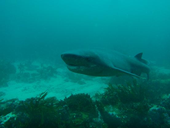 «Αφωνοι» οι βιολόγοι – Επανεμφανίστηκε αρχαίο είδος καρχαρία (φώτο)