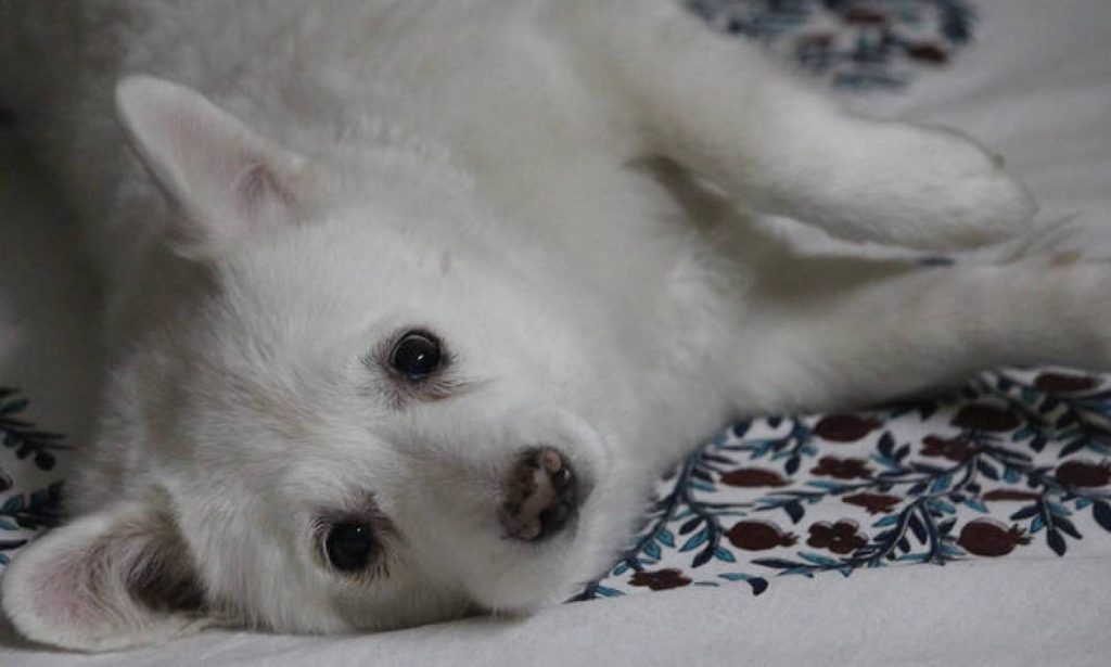 Δείτε την αντίδραση ενός κουταβιού όταν πλησιάζει ένα μωρό που κοιμάται (βίντεο)