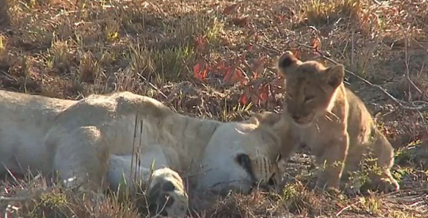 Σκληρές εικόνες: Εβγαλαν τα νύχια λέαινας με πένσα για να «παίζουν» οι επισκέπτες ζωολογικού κήπου (βίντεο)