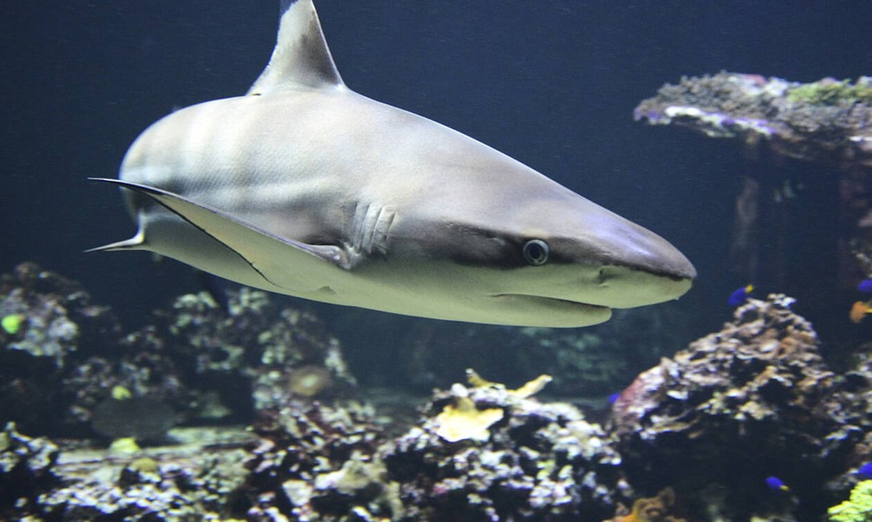 Το μεροκάματο του τρόμου – Κολυμπώντας ανάμεσα σε καρχαρίες (βίντεο)