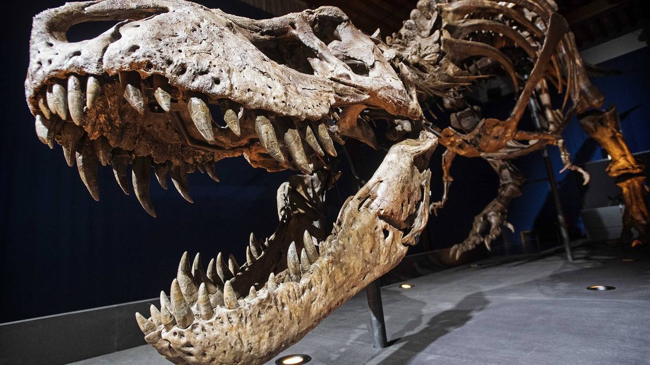Σπουδαία ανακάλυψη: Στο «φως» καλά διατηρημένο απολίθωμα ενός Τιτανόσαυρου (βίντεο)