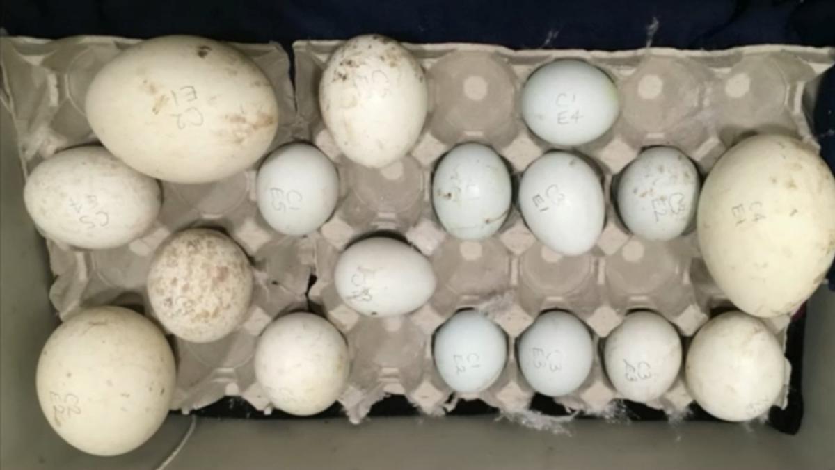Η παράξενη ιστορία του «Πάμπλο Εσκομπάρ» του εμπορίου… αυγών (βίντεο)