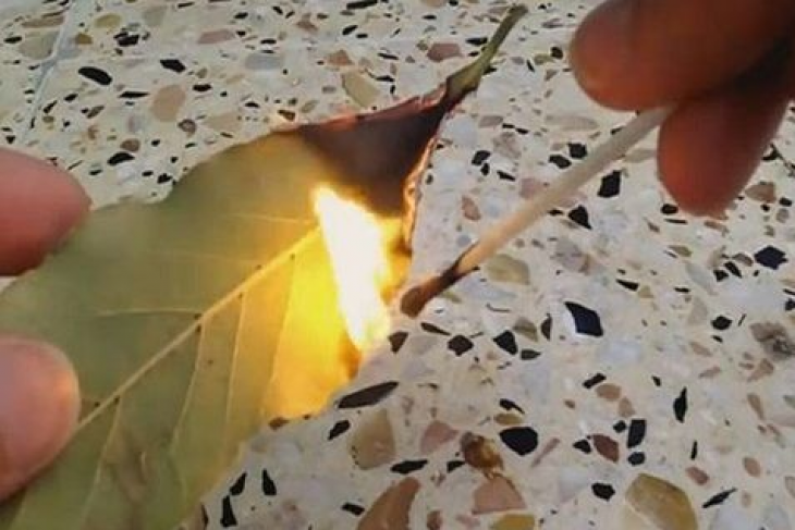 Δείτε τι ευεργετικές ιδιότητες θα έχετε στην υγεία σας αν κάψετε ένα φύλλο δάφνης!