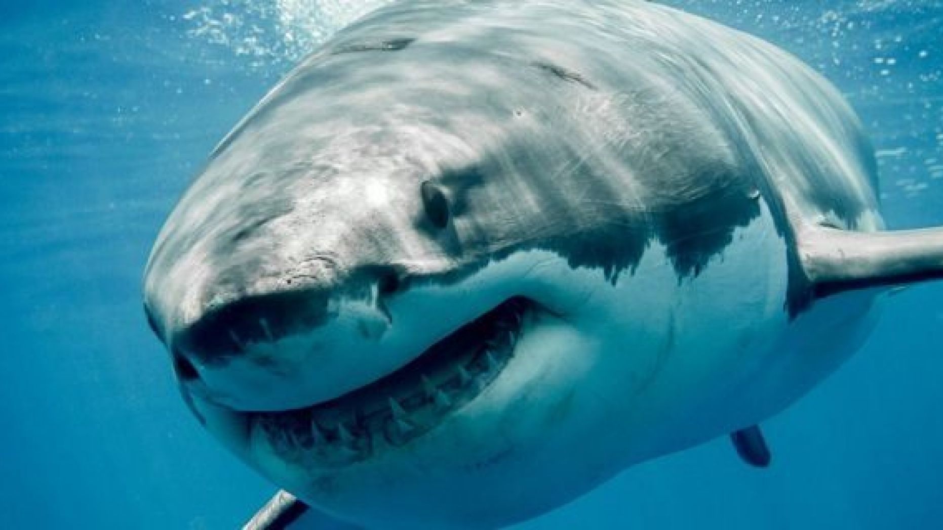 Λευκός καρχαρίας επιτέθηκε σε σέρφερ -Έκοψε ένα κομμάτι από το πόδι του άνδρα (βίντεο)