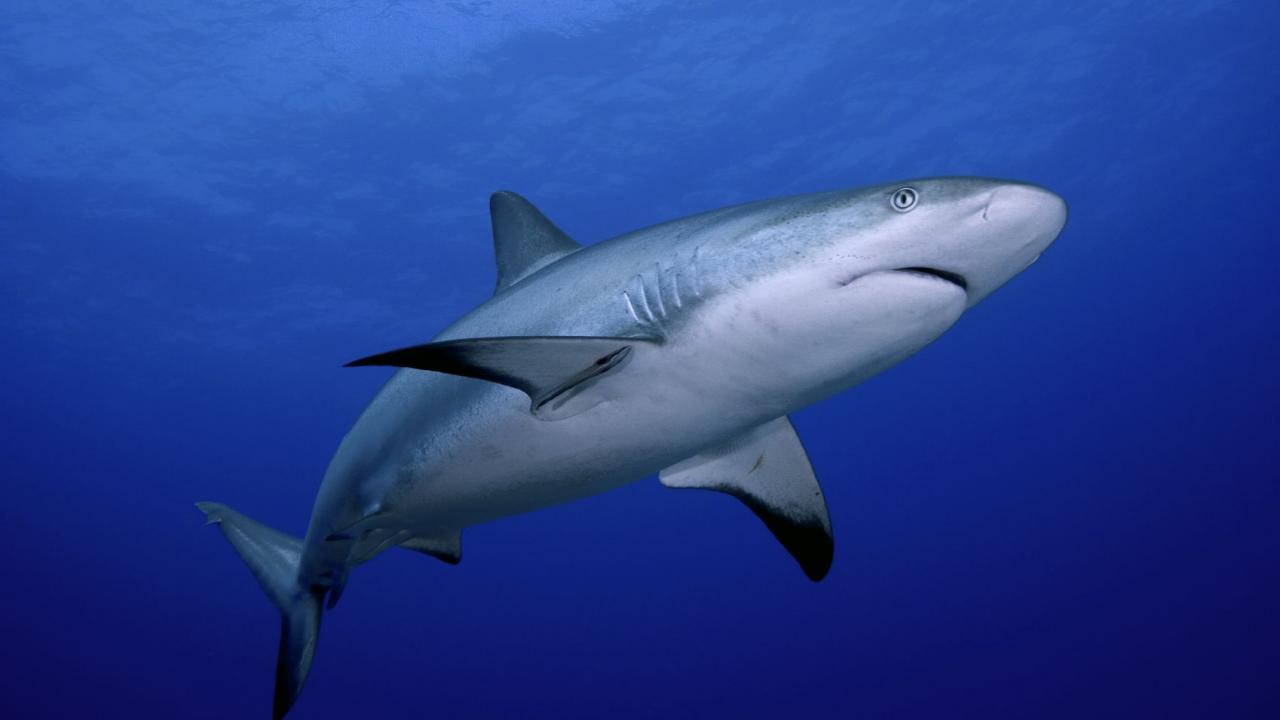 Επιστήμονες αποκωδικοποίησαν το γονιδίωμα του λευκού καρχαρία και ανακάλυψαν χρήσιμα μυστικά κατά του καρκίνου