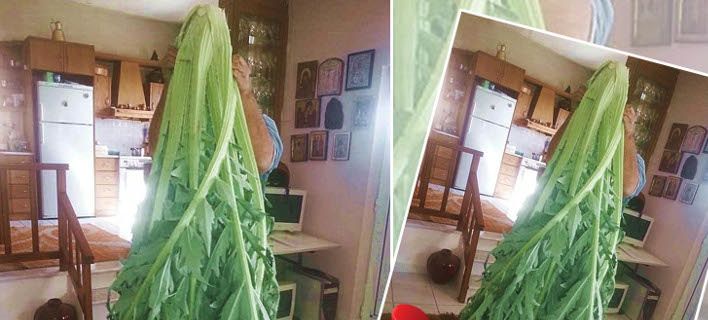 Αγκινάρα-γίγας στην Κρήτη ξεπερνά σε μπόι Κρητικό (φώτο)