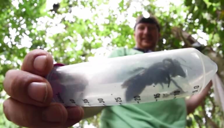Ανακαλύφθηκε γιγαντιαία μέλισσα και είναι… ζωντανή – Έχει το μέγεθος ενός αντίχειρα! (βίντεο)
