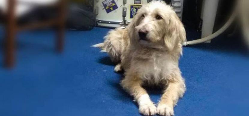 Έριξαν φόλα και δολοφόνησαν τον σκύλο σύμβολο των φιλάθλων του Αστέρα Τρίπολης, τον Ρεξ