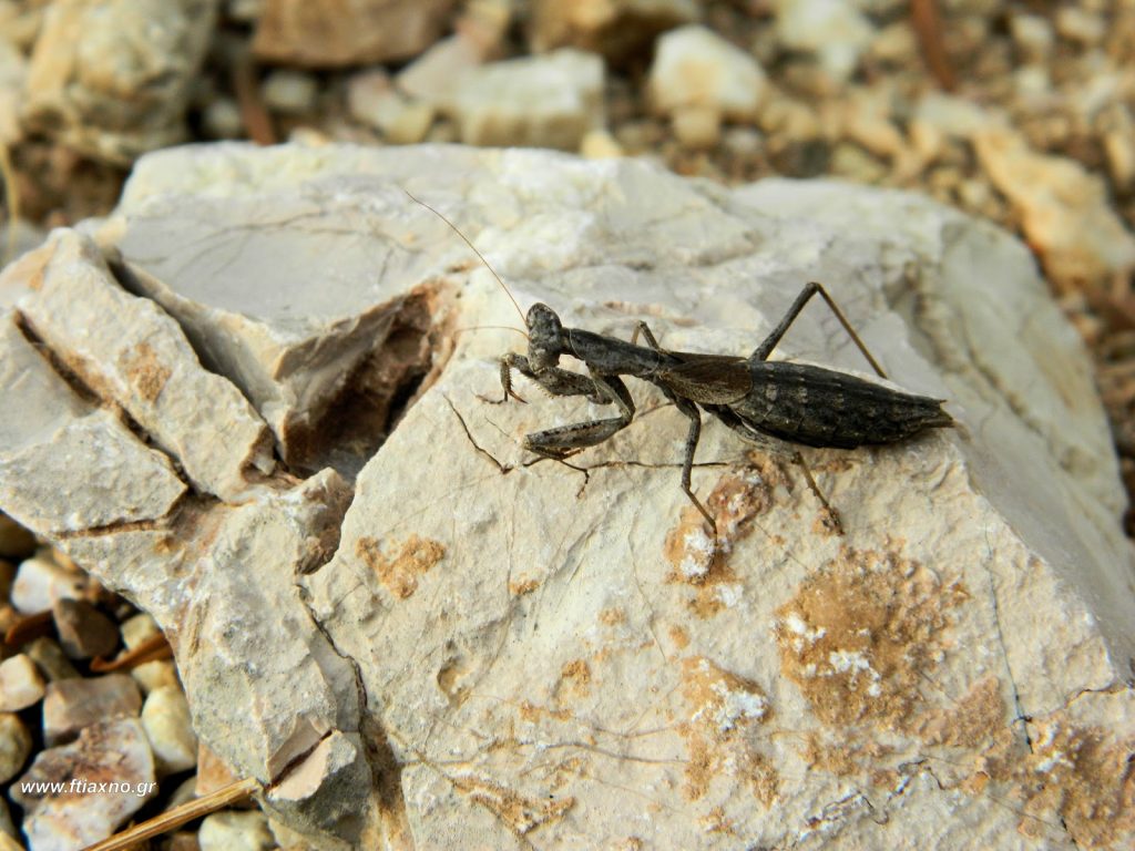 Το ξέρατε οτι όλη σας τη ζωή τρώτε… έντομα;- Αυτός είναι ο λόγος