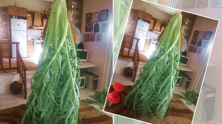 Κρήτη: Αγκινάρα-μαμούθ ύψους δύο μέτρων στο Κάτω Χωριό Ιεράπετρας