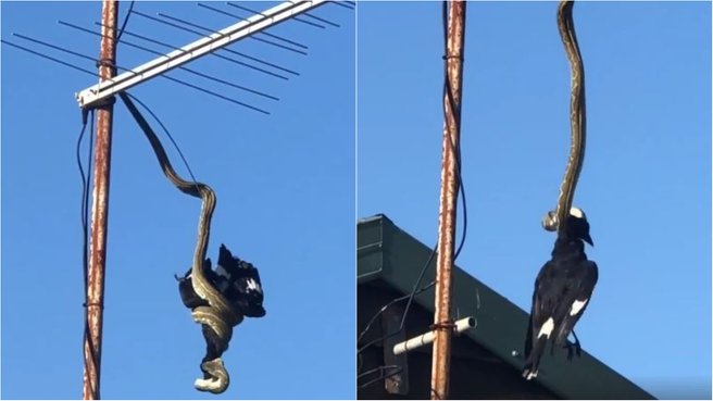 Βίντεο: Πύθωνας κρέμεται από κεραία τηλεόρασης και αρπάζει πουλί στον αέρα