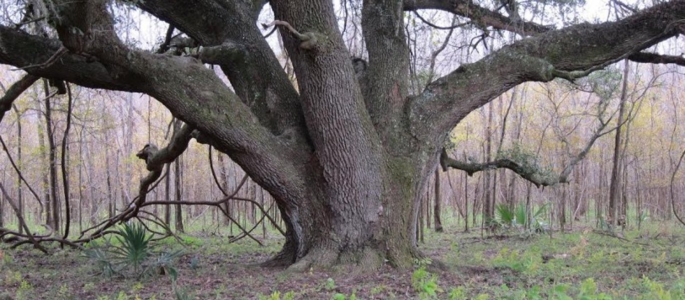 Το μυστήριο του Roanoke – Το 1587 εξαφανίστηκαν 115 άνθρωποι αφήνοντας μόνο χαραγμένη μια λέξη σε ένα δέντρο (φωτο)