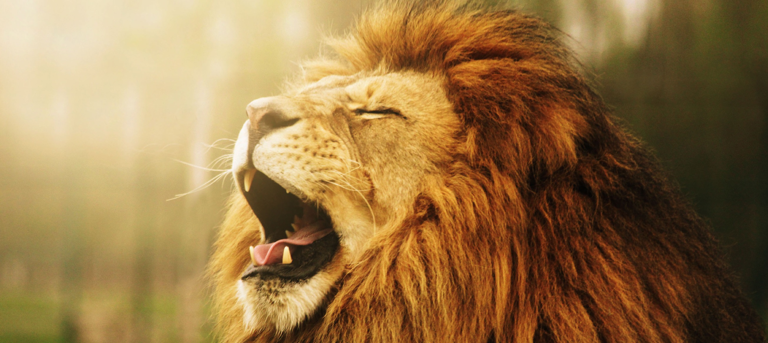 Λιοντάρι έφαγε 22χρονη – Πάλευε μάταια στο στόμα του…