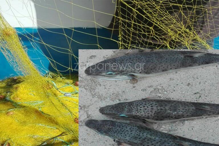 Κρήτη: Εντρομοι οι ψαράδες- Βγάζουν ψαριές γεμάτες λαγοκέφαλους (φωτο)
