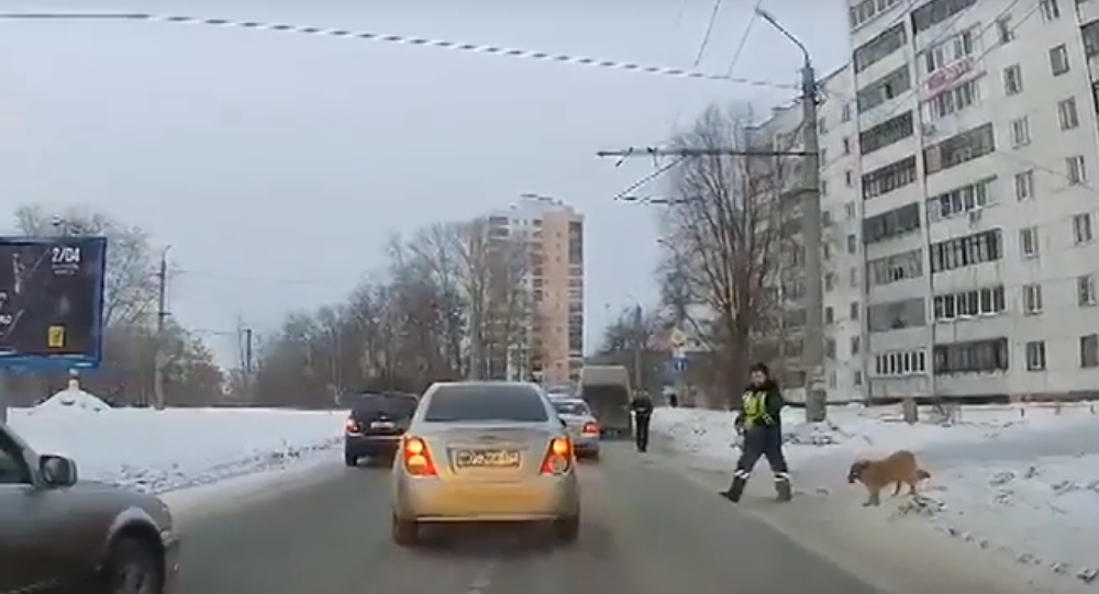 Αστυνομικός σταματά την κυκλοφορία για να περάσει σκύλος (βίντεο)