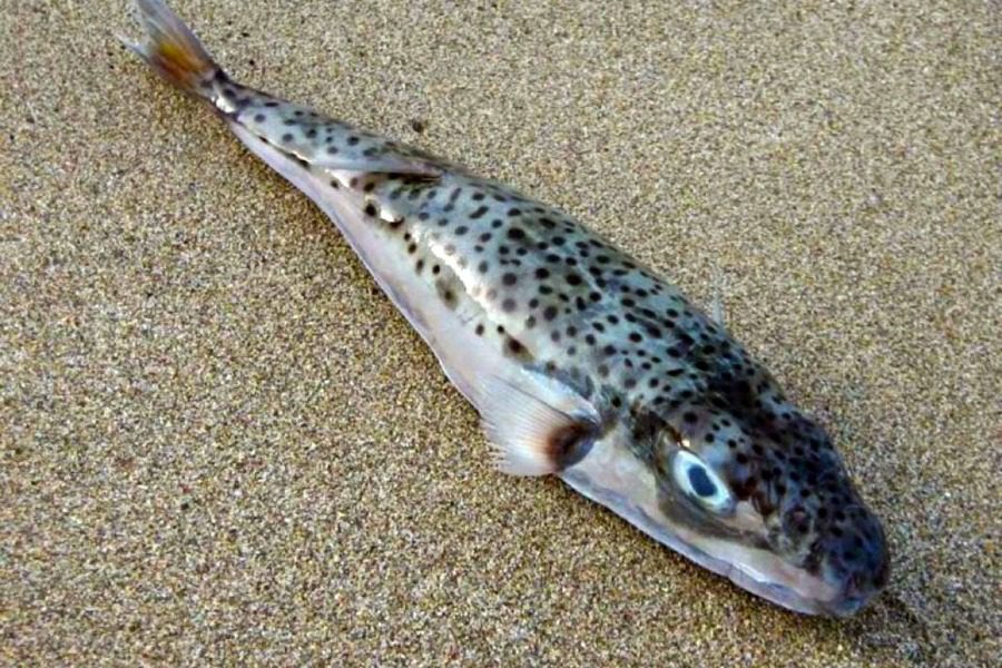 Επίθεση 50 λαγοκέφαλων κατασπάραξε την ψαριά – Διέλυσαν τα δίχτυα των ψαράδων (φώτο)