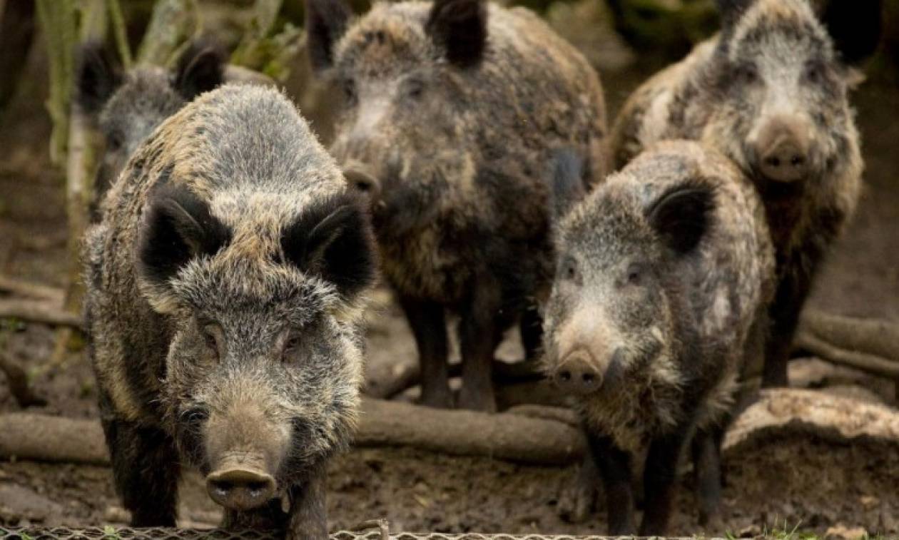 Βόλτα στο χιονισμένο Πανόραμα Θεσσαλονίκης έκανε ένα… κοπάδι αγριογούρουνα (βίντεο-φωτο)