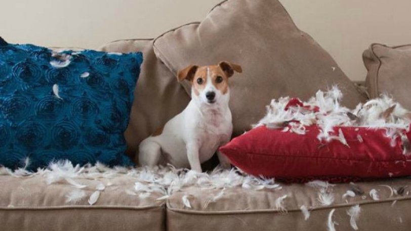 Όταν τα ζώα προσφέρουν άφθονο γέλιο! (βίντεο)