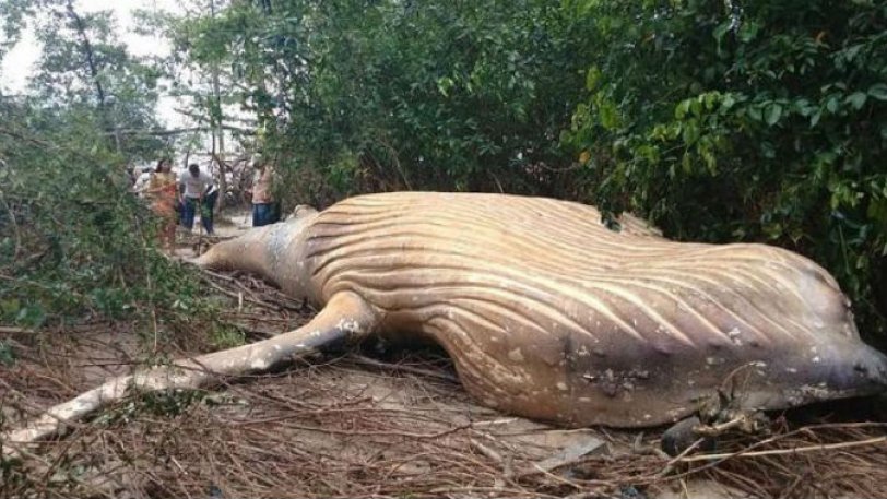 Τεράστια νεκρή φάλαινα βρέθηκε στη μέση της ζούγκλας του Αμαζονίου! (βίντεο)