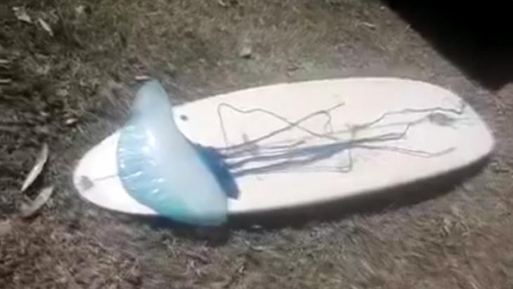 Μπλε μέδουσα δύο μέτρων σκόρπισε τρόμο σε παραλία – Μπορεί να προκαλέσει παράλυση ή ακόμα και θάνατο! (βίντεο)